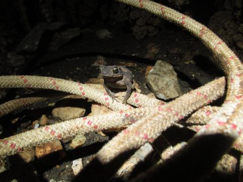 Belay On - Lucy and Toto’s Cave - 5/9/2020