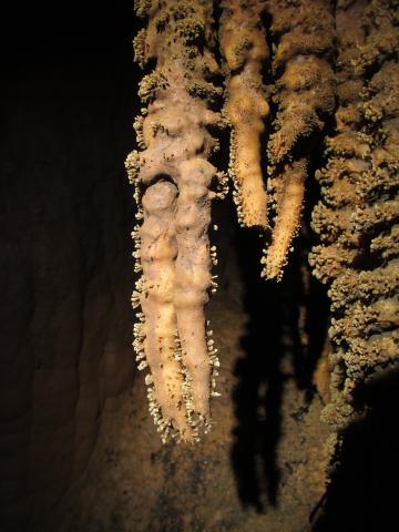 Coral Colony - Lucy and Toto’s Cave - 5/9/2020