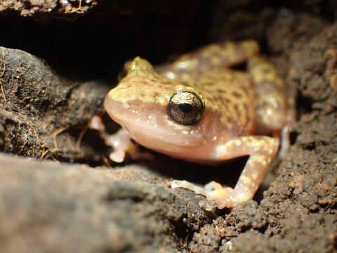 Golden Eye - Wilcox Cave - 2/11/2019